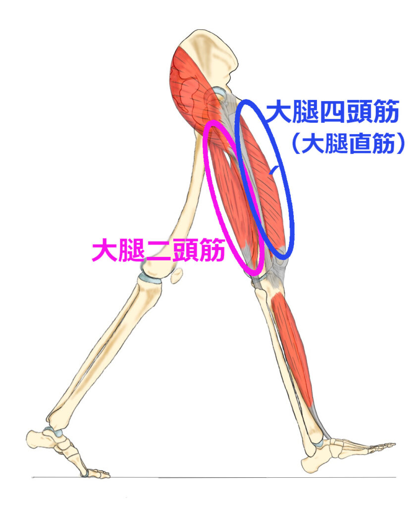 膝痛に関連が深い大腿二頭筋と大腿二頭筋